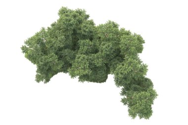 Beyaz arka planda ağaçların olduğu ormanın manzarası