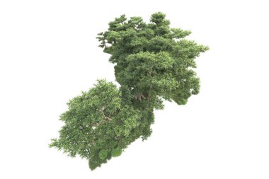 Beyaz arka planda ağaçların olduğu ormanın manzarası