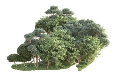 Beyaz arka planda ağaçların olduğu ormanın manzarası