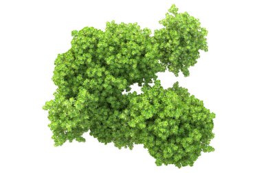 Beyaz arka planda ağaçların olduğu ormanın manzarası