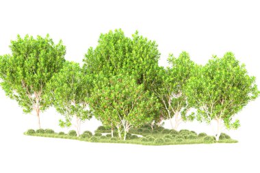 Beyaz arka planda ağaçların olduğu ormanın manzarası