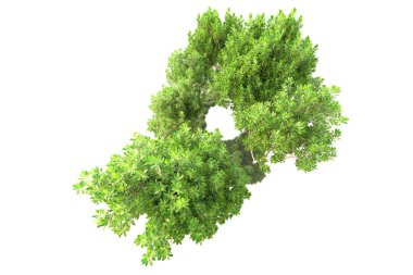 Beyaz arka planda ağaçların olduğu ormanın manzarası