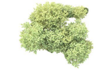 Beyaz arka planda ağaçların olduğu ormanın manzarası