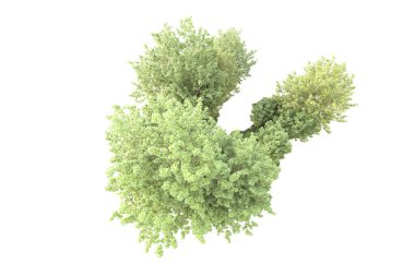 Beyaz arka planda ağaçların olduğu ormanın manzarası