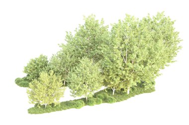 Beyaz arka planda ağaçların olduğu ormanın manzarası