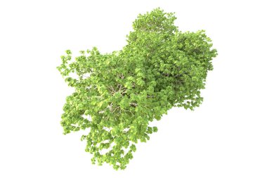 Beyaz arka planda ağaçların olduğu ormanın manzarası