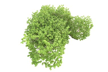 Beyaz arka planda ağaçların olduğu ormanın manzarası