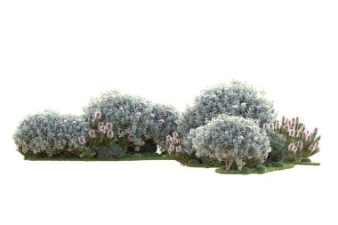 Beyaz arkaplandaki çalıların görünümü