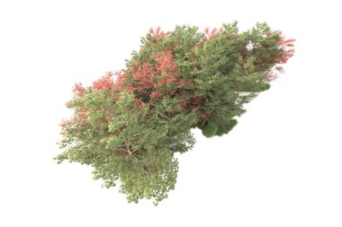 Beyaz arka planda ağaçların olduğu ormanın manzarası