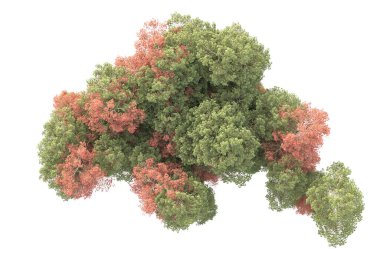 Beyaz arka planda ağaçların olduğu ormanın manzarası