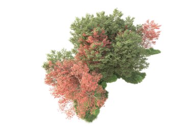 Beyaz arka planda ağaçların olduğu ormanın manzarası