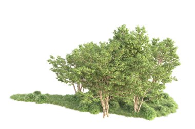 Beyaz arka planda ağaçların olduğu ormanın manzarası