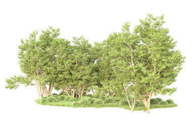 Beyaz arka planda ağaçların olduğu ormanın manzarası