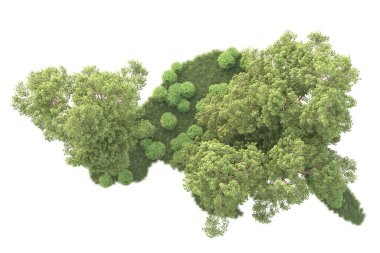 Beyaz arka planda ağaçların olduğu ormanın manzarası