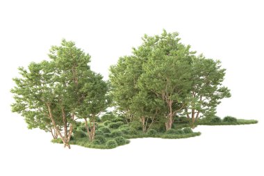 Beyaz arka planda ağaçların olduğu ormanın manzarası