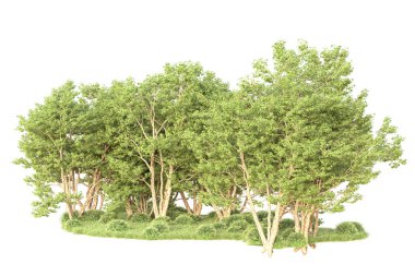 Beyaz arka planda ağaçların olduğu ormanın manzarası