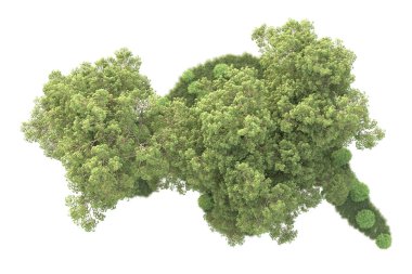 Beyaz arka planda ağaçların olduğu ormanın manzarası