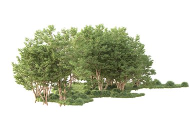 Beyaz arka planda ağaçların olduğu ormanın manzarası