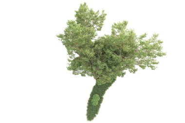 Beyaz arka planda ağaçların olduğu ormanın manzarası