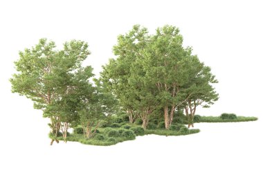 Beyaz arka planda ağaçların olduğu ormanın manzarası