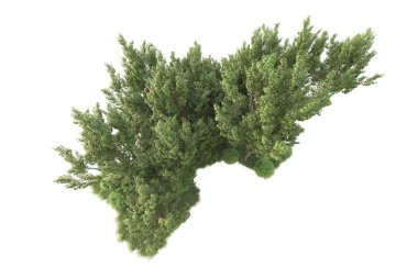 Beyaz arka planda ağaçların olduğu ormanın manzarası