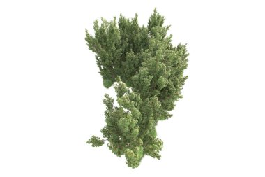 Beyaz arka planda ağaçların olduğu ormanın manzarası