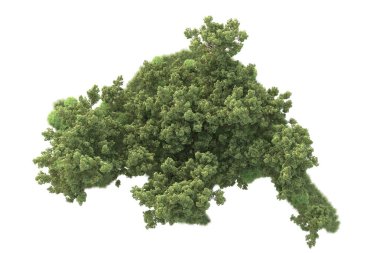 Beyaz arka planda ağaçların olduğu ormanın manzarası