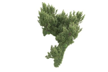 Beyaz arka planda ağaçların olduğu ormanın manzarası