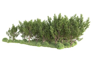 Beyaz arka planda ağaçların olduğu ormanın manzarası