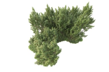 Beyaz arka planda ağaçların olduğu ormanın manzarası