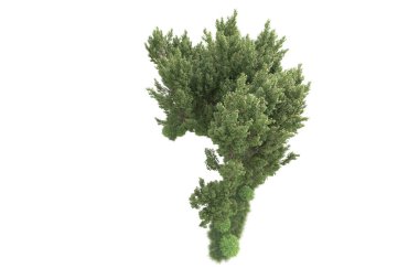 Beyaz arka planda ağaçların olduğu ormanın manzarası