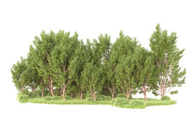 Beyaz arka planda ağaçların olduğu ormanın manzarası