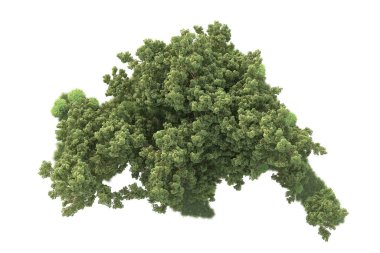 Beyaz arka planda ağaçların olduğu ormanın manzarası