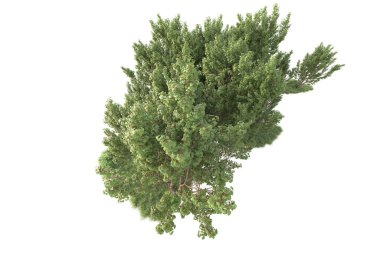 Beyaz arka planda ağaçların olduğu ormanın manzarası