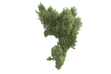 Beyaz arka planda ağaçların olduğu ormanın manzarası