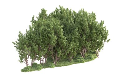 Beyaz arka planda ağaçların olduğu ormanın manzarası