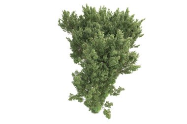 Beyaz arka planda ağaçların olduğu ormanın manzarası