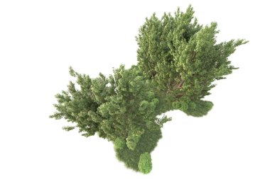 Beyaz arka planda ağaçların olduğu ormanın manzarası