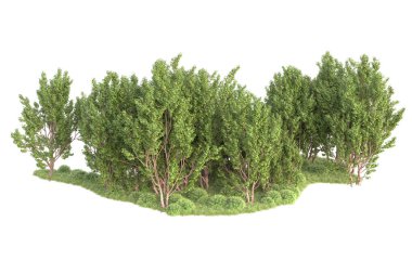 Beyaz arka planda ağaçların olduğu ormanın manzarası