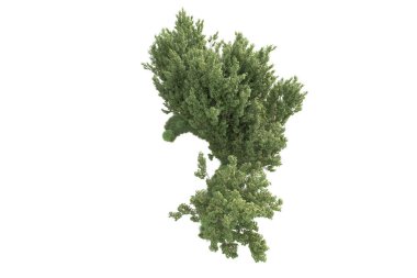 Beyaz arka planda ağaçların olduğu ormanın manzarası