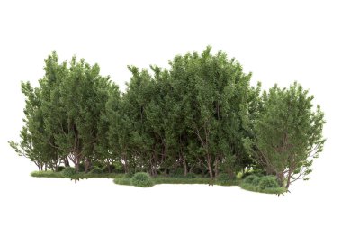 Beyaz arka planda ağaçların olduğu ormanın manzarası