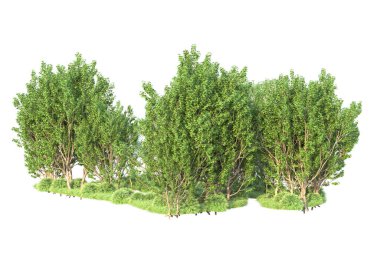 Beyaz arka planda ağaçların olduğu ormanın manzarası