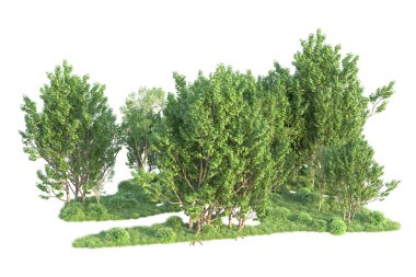 Beyaz arka planda ağaçların olduğu ormanın manzarası