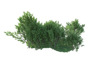 Beyaz arka planda ağaçların olduğu ormanın manzarası