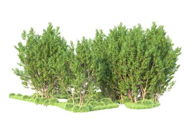 Beyaz arka planda ağaçların olduğu ormanın manzarası