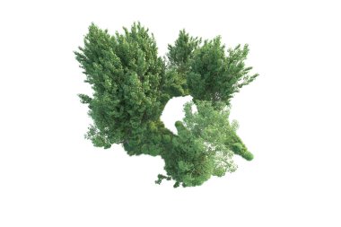 Beyaz arka planda ağaçların olduğu ormanın manzarası