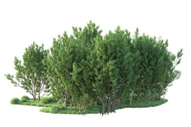 Beyaz arka planda ağaçların olduğu ormanın manzarası