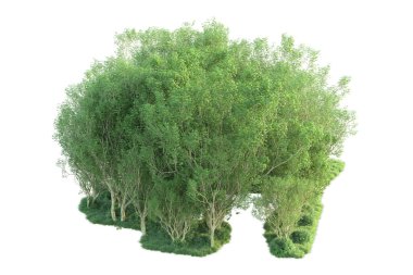 Beyaz arka planda ağaçların olduğu ormanın manzarası