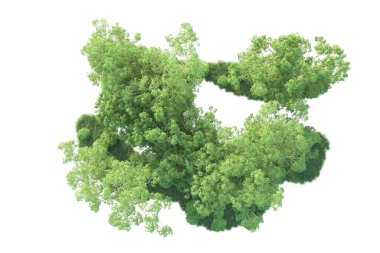 Beyaz arka planda ağaçların olduğu ormanın manzarası