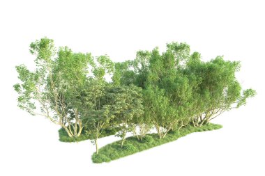 Beyaz arka planda ağaçların olduğu ormanın manzarası